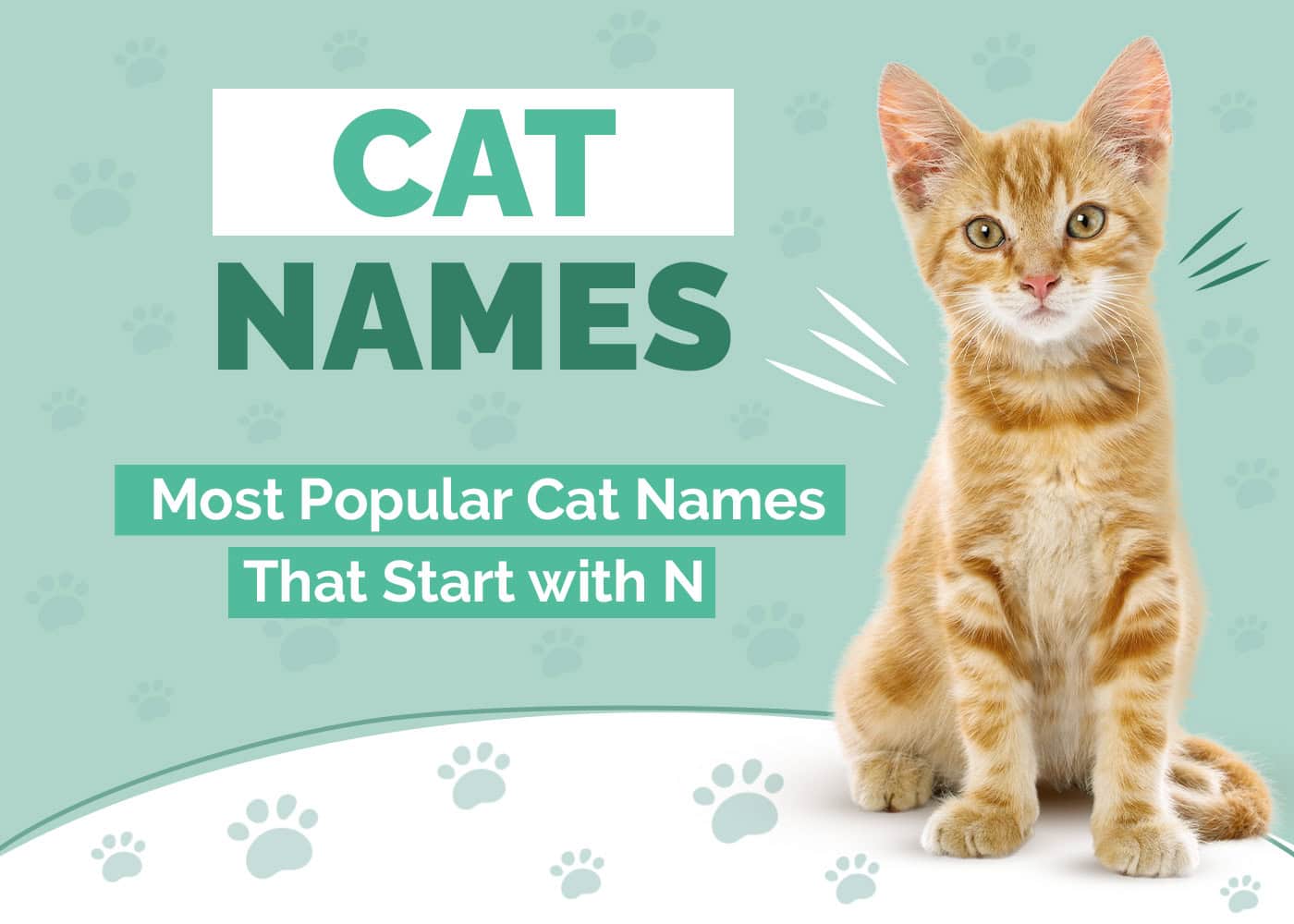 The Most Popular Cat Names That Start with N (Updated for 2026)