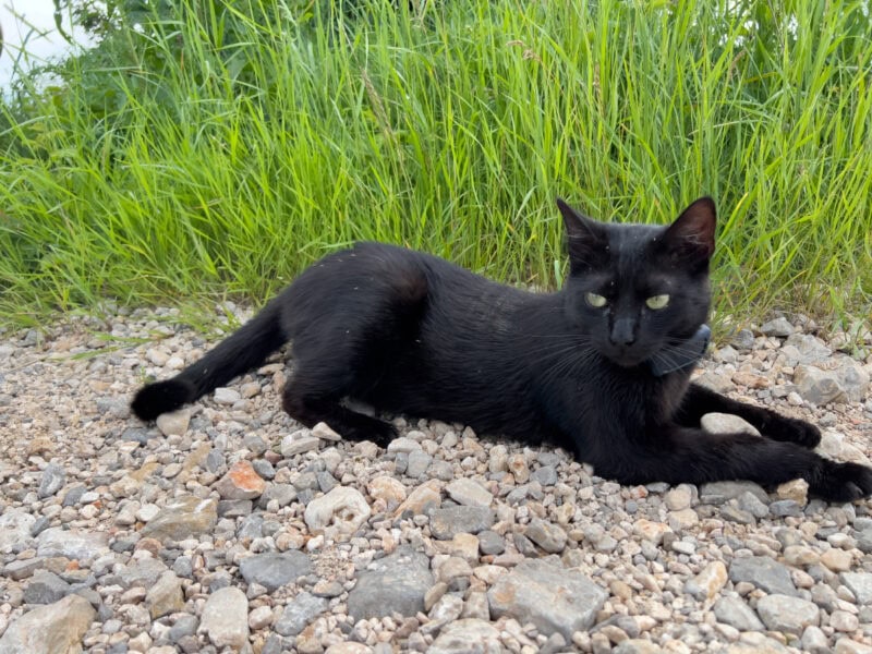 Cats & Food: Is Miki a Foodie?