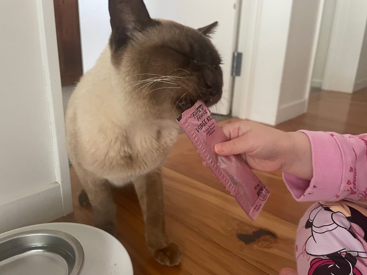 Baby Cat's New Favorite Treat: Fancy Feast Puree Kisses