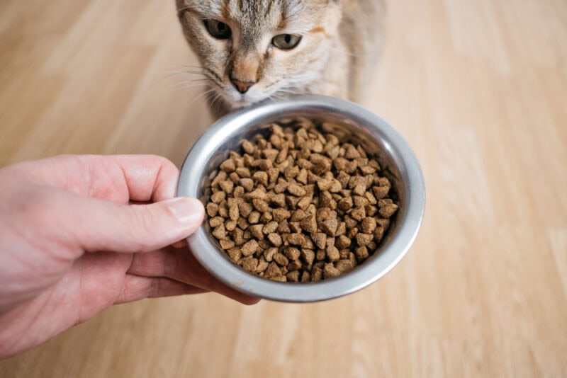 Vitamin C for Cats: Vet-Verified Facts & Guide
