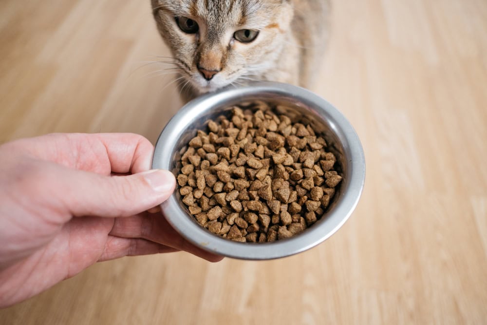 How to Keep Possums Away from Cat Food:  4 Vet-Reviewed Tips and Tricks