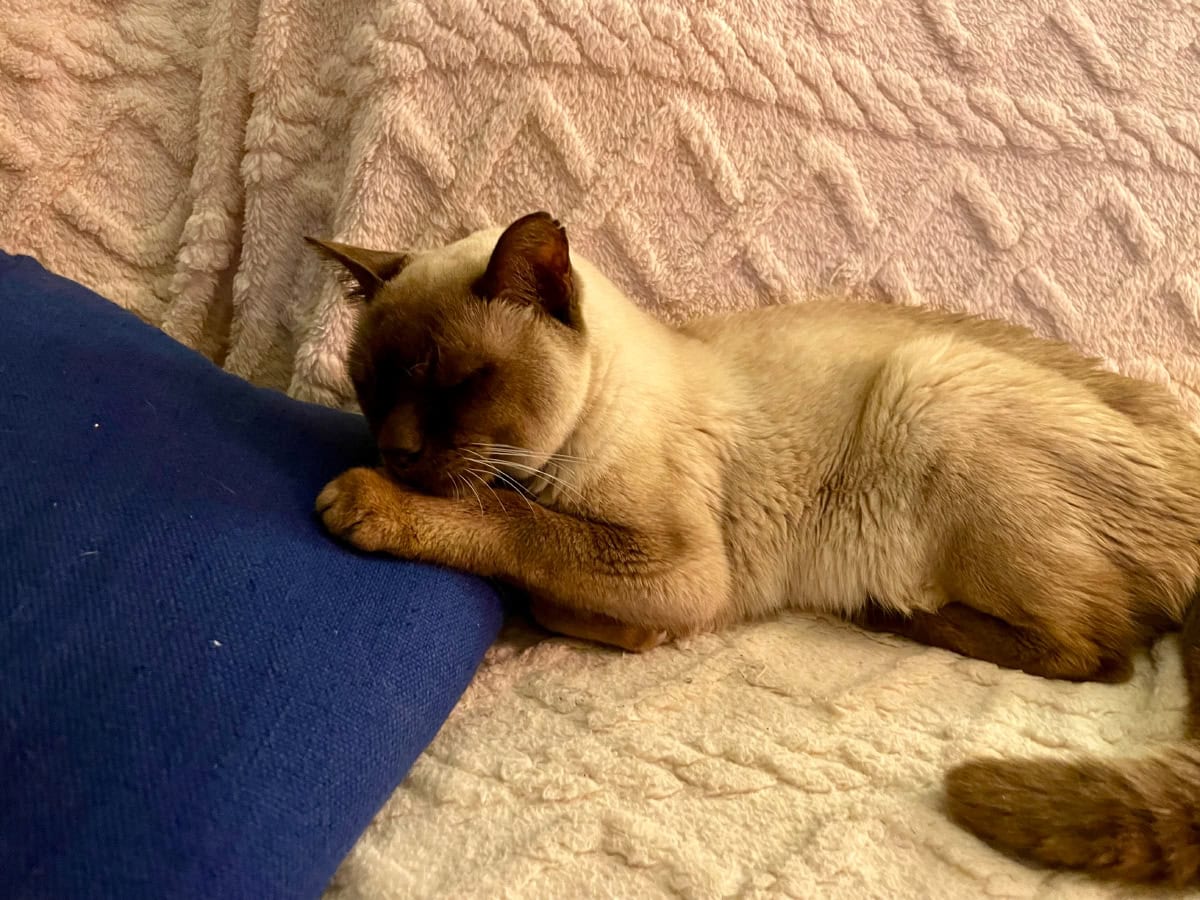 Home at Last, From What Could Be Baby Cat's Last Road Trip