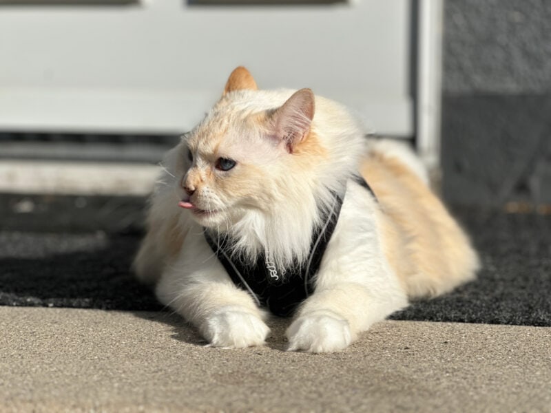 What It's Like Filming & Photographing Cats IRL