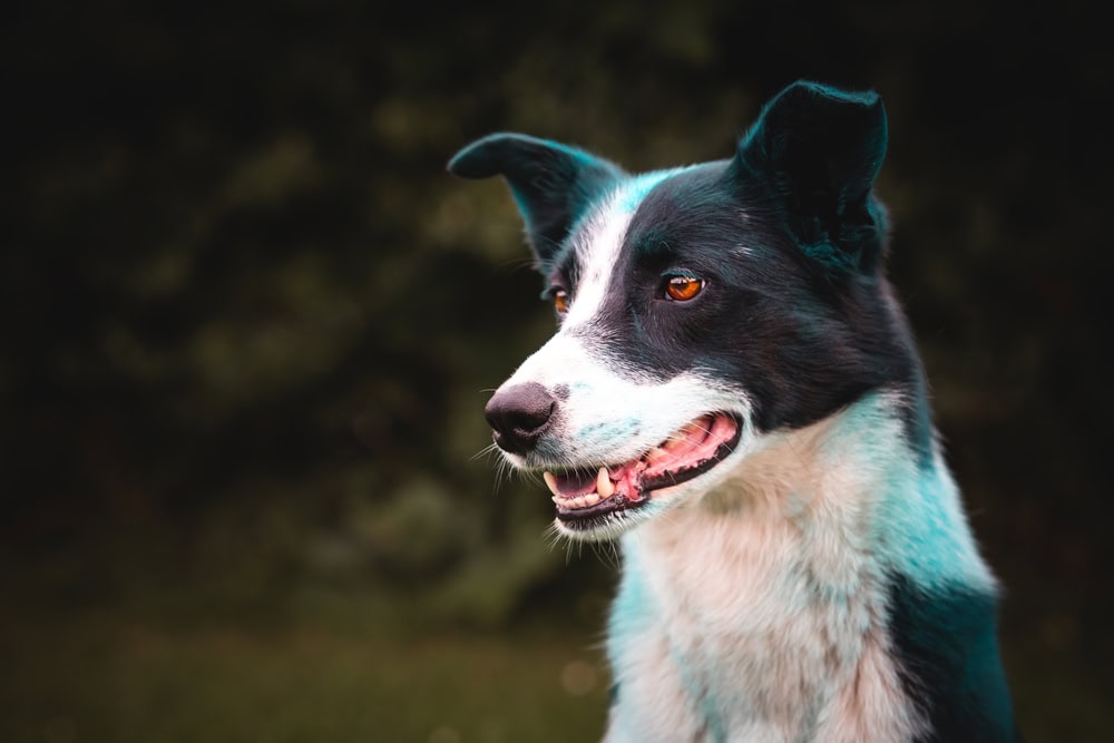 Welsh Sheepdog Dog Breed: Info, Pictures, Care & Traits