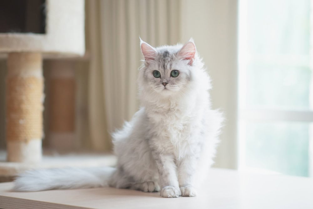 cute persian cat sitting on wooden table