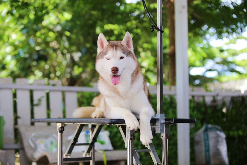 6 Incredible Husky Haircuts & Grooming Styles (With Pictures)