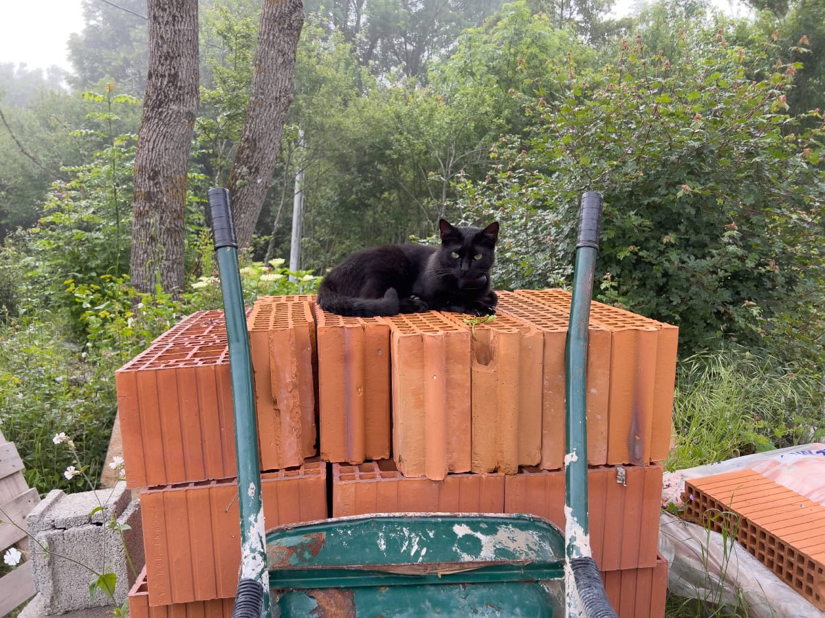 Cats and Construction Works: How Miki Copes