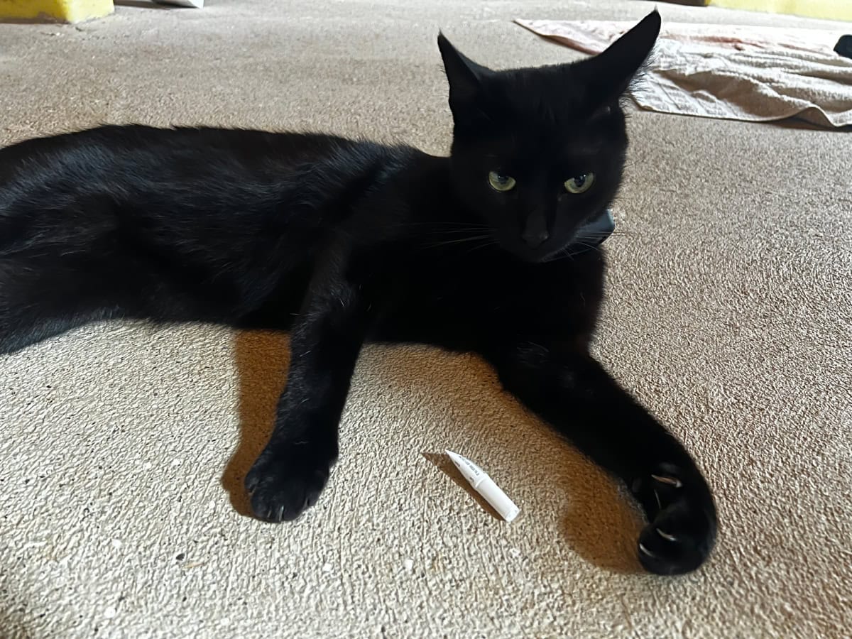 Cats and Flea/Worm Treatment: Miki's Least Favorite Thing