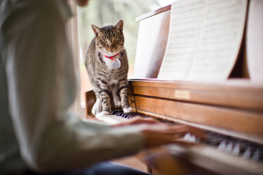 35 Purrfect Songs About Cats to Lighten Up Your Day