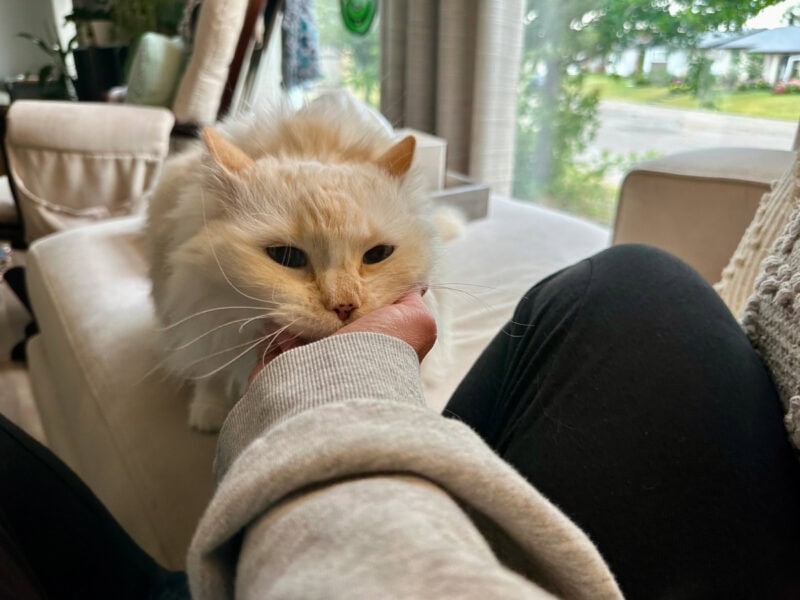 The Sound of Happiness: The Comfort of a Cat’s Purr