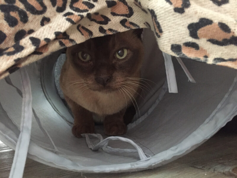 Do You Leave Your Cat Alone for the Weekend? Baby Cat’s Preferences & How They've Changed
