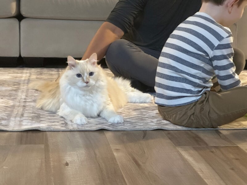 Blue’s Favorite People: Ones With Cat Allergies