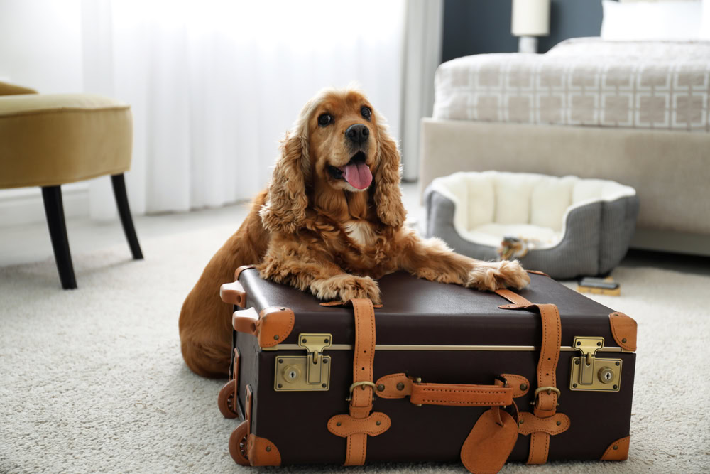 7 Pet-Friendly Hotels in and Near Casper, WY (2026 Update)