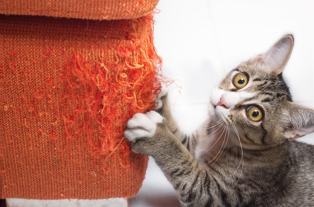 The Ultimate Quick Hack To Stop Your Cat From Scratching Your Sofa