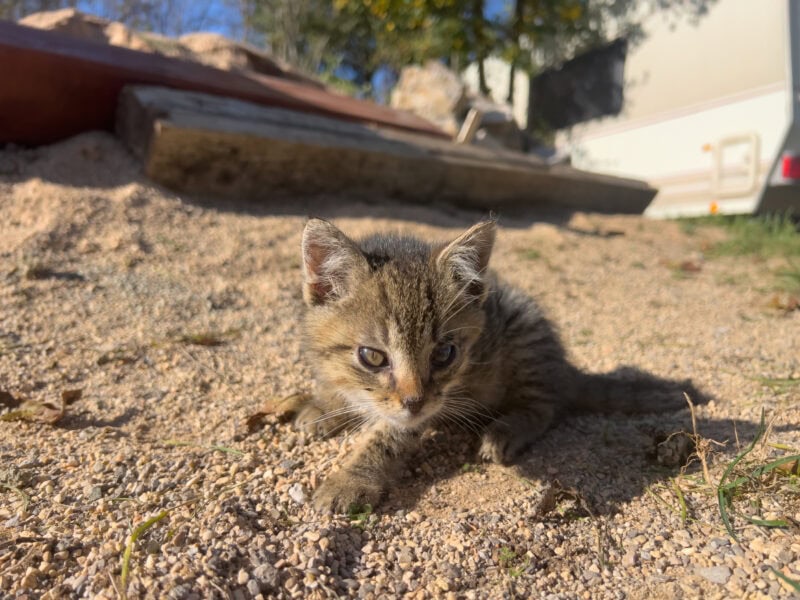 Kitten Time: Welcome, Minnie!