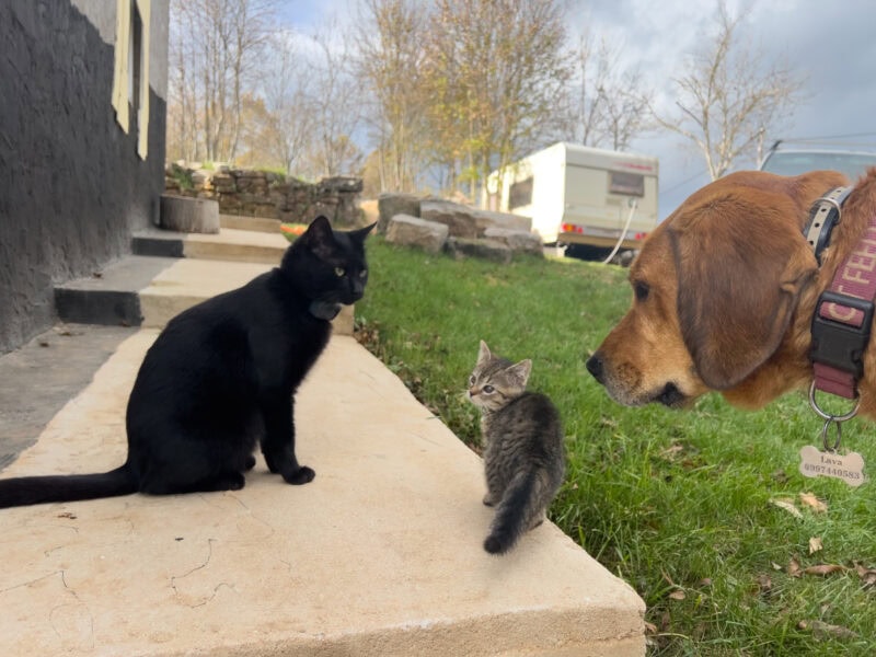 How Quickly Do Cats Become Friends? Miki and Minnie