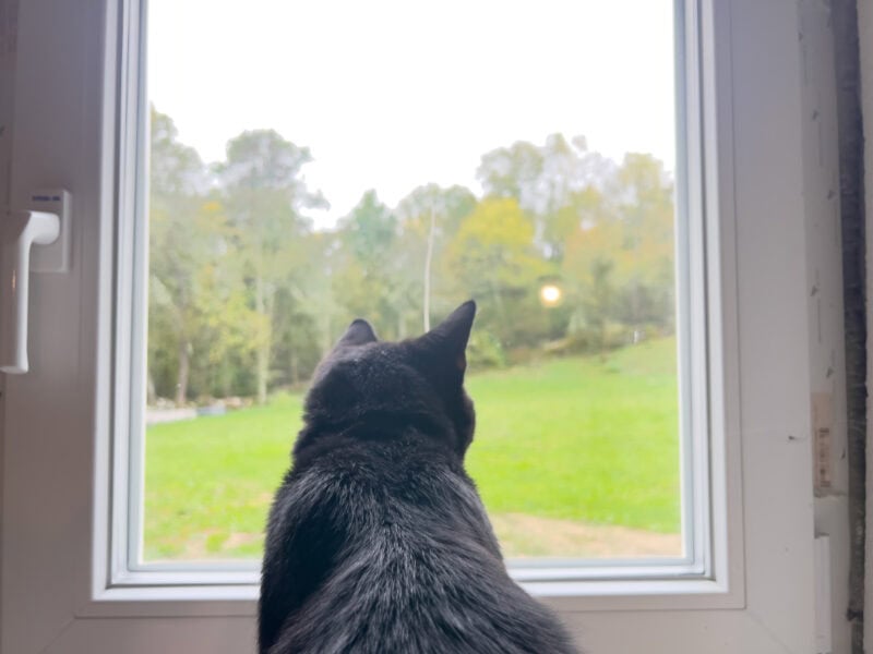 Cats and Windows: The Sacrifices We Make For Our Cats