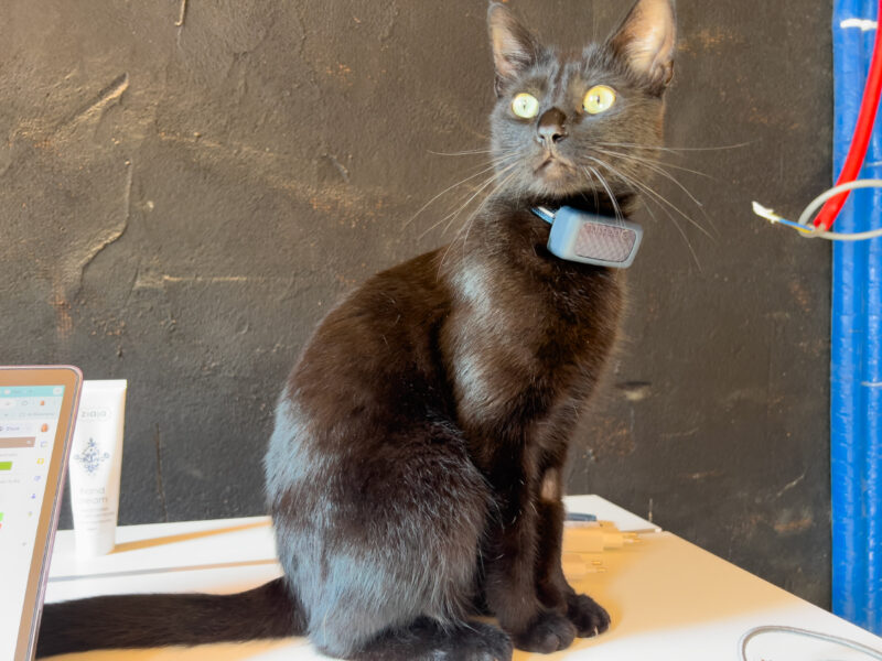 Cat GPS Trackers: Pros & Cons