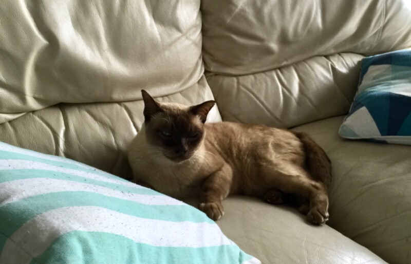 Do You Know How to Sex Your Cat? How Baby Cat Was Our Princess Before Our King