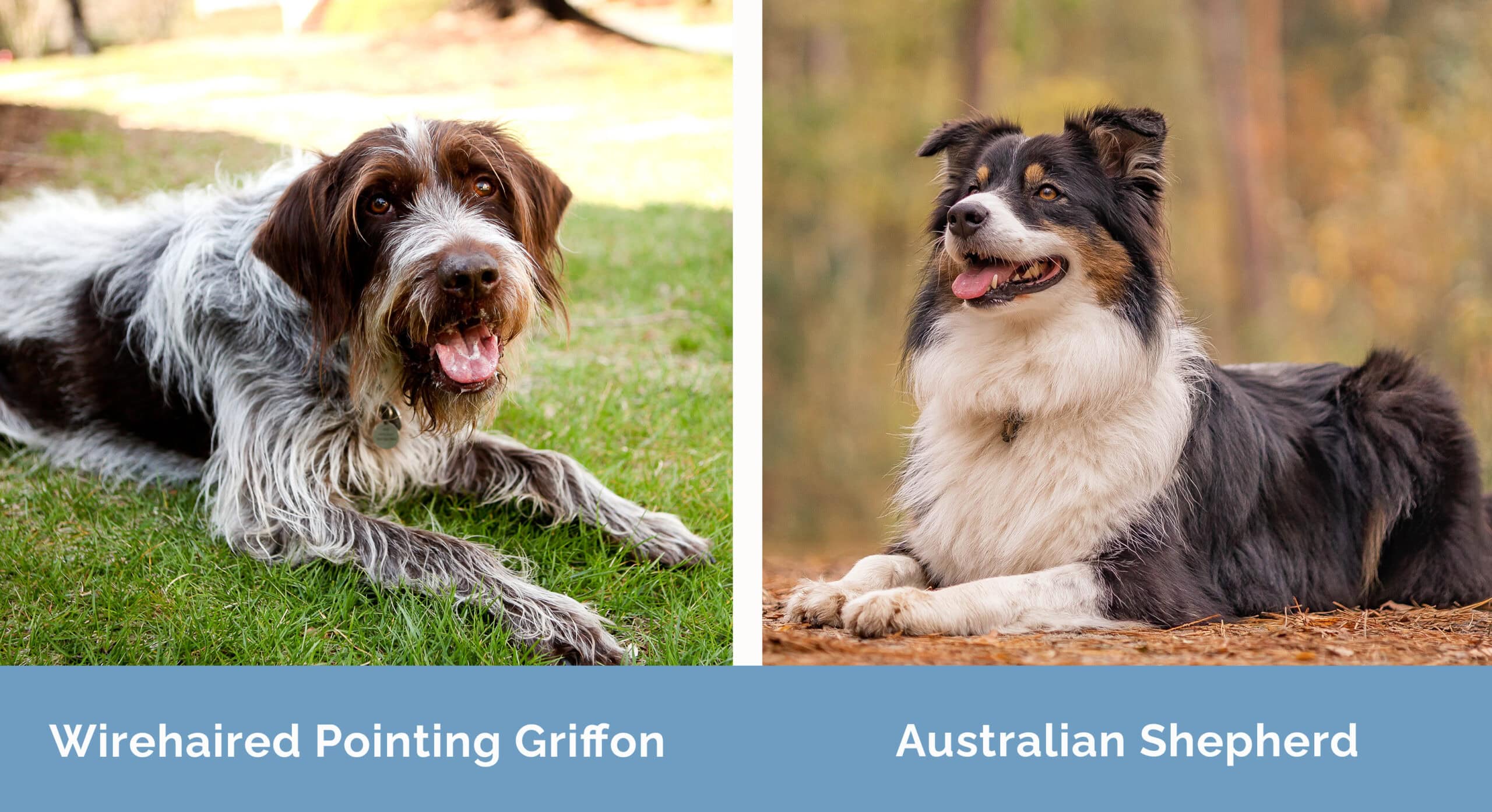 Wirehaired Pointing Griffon x Australian Shepherd