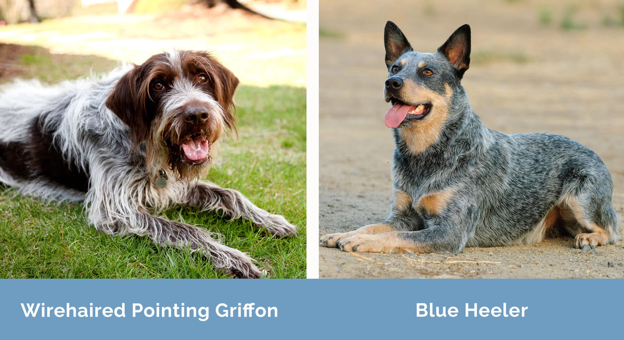 Wirehaired Pointing Griffon x Blue Heeler