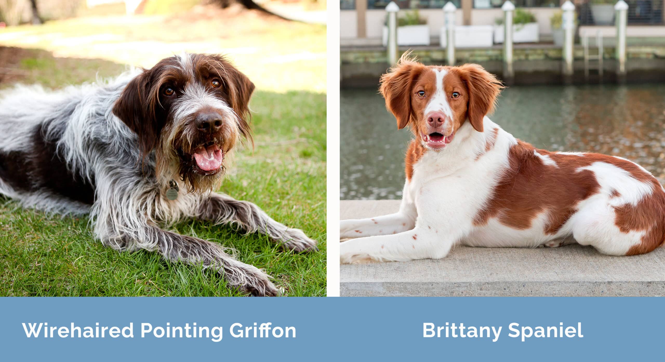 Wirehaired Pointing Griffon x Brittany Spaniel