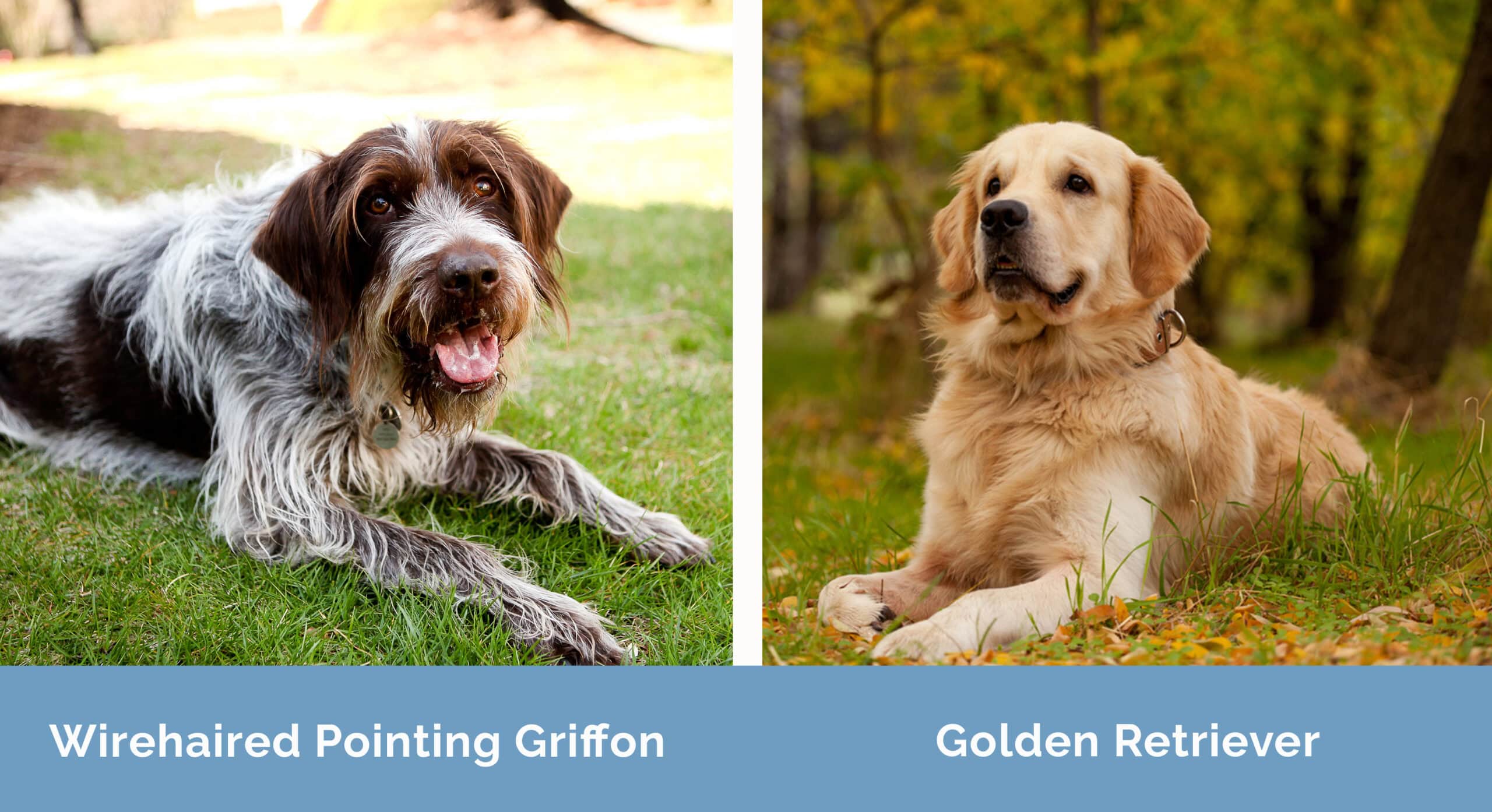 Wirehaired Pointing Griffon x Golden Retriever