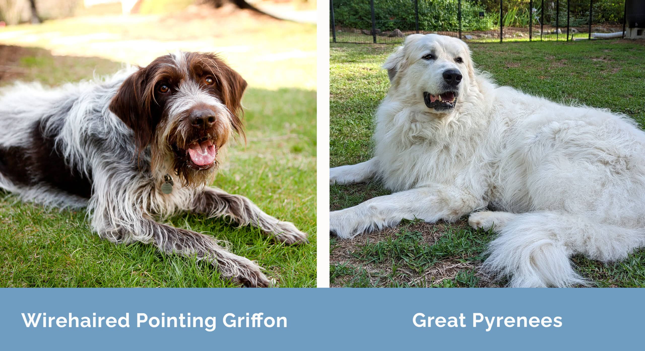 Wirehaired Pointing Griffon x Great Pyrenees