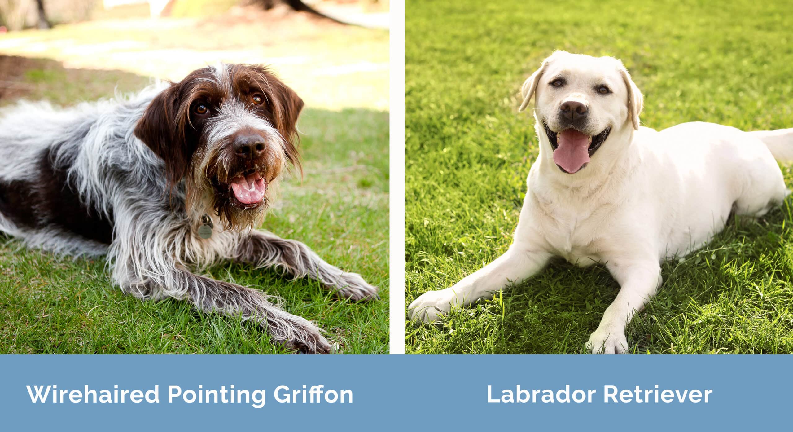 Wirehaired Pointing Griffon x Labrador Retriever