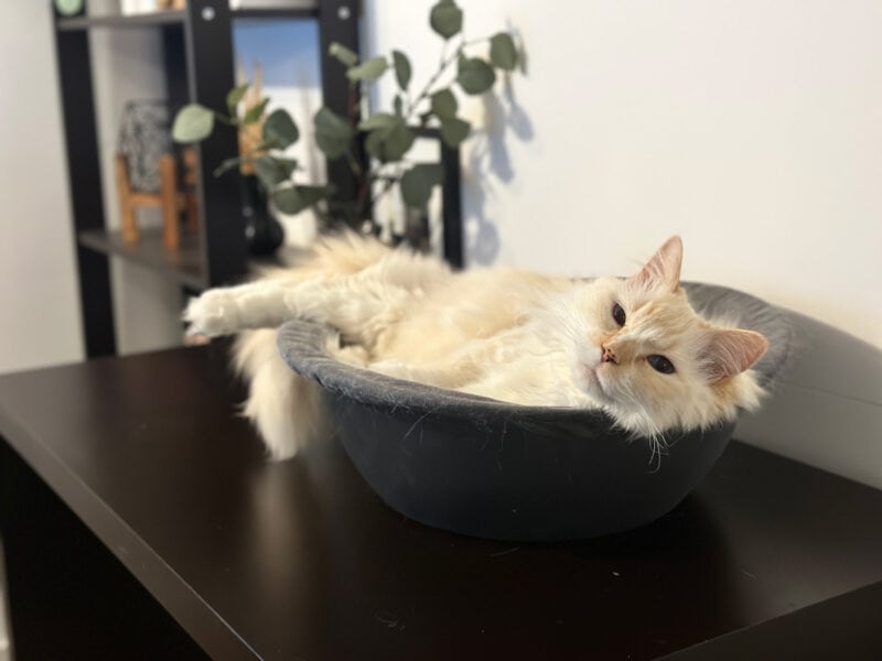 Positions My Cat Sits In: Blue's Favorite Lounging Postures