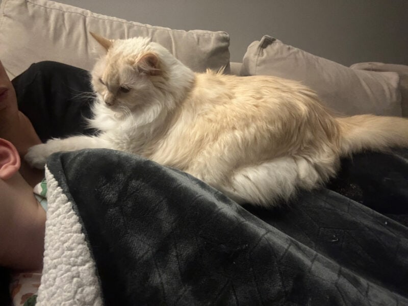 Knead Biscuits? Blue’s Surprising Sign of Comfort
