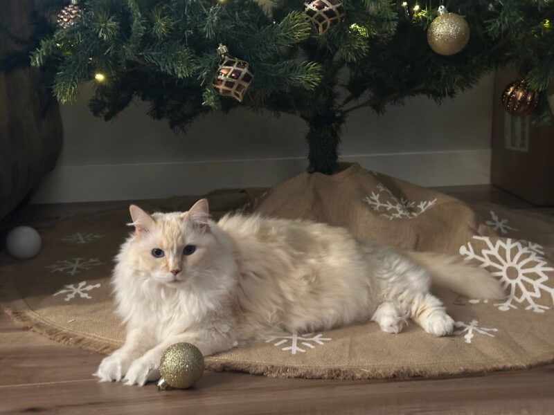 Avoiding a Christmas Cat Disaster: Trees & Other Safety Hazards