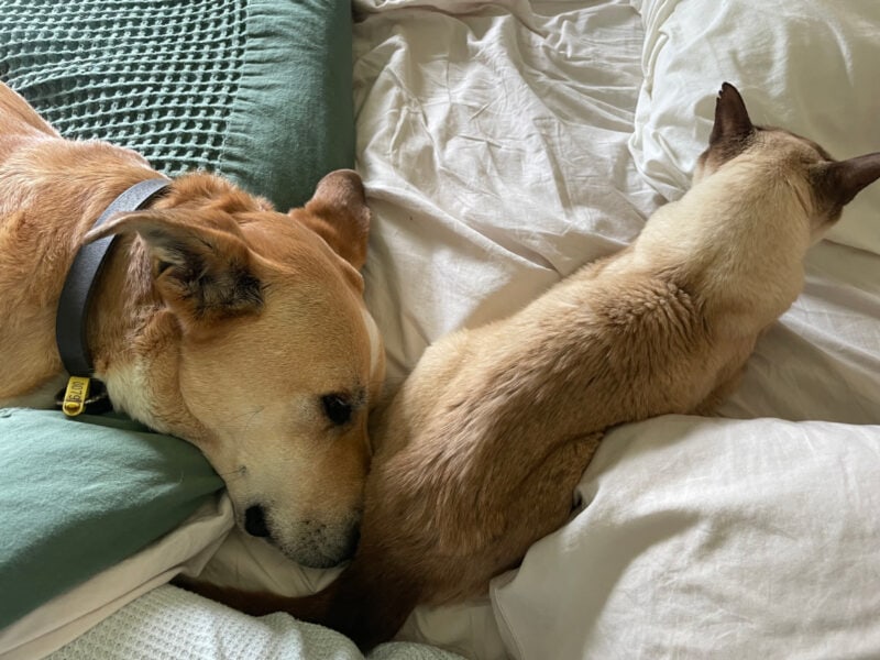 The Relief (and Grief) of Making the Decision to Talk Euthanasia With Our Vet