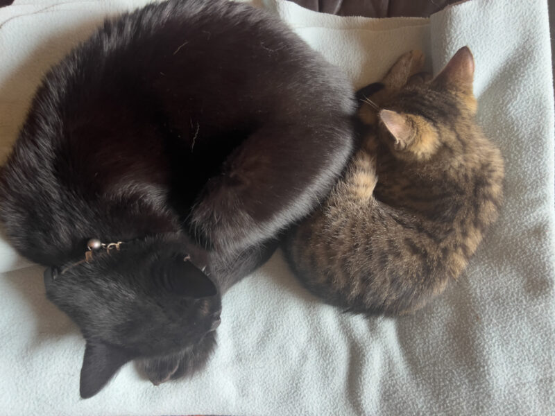 Cat Sleeping Poses & Choice of Beds: Miki, Minnie & Nara Explore