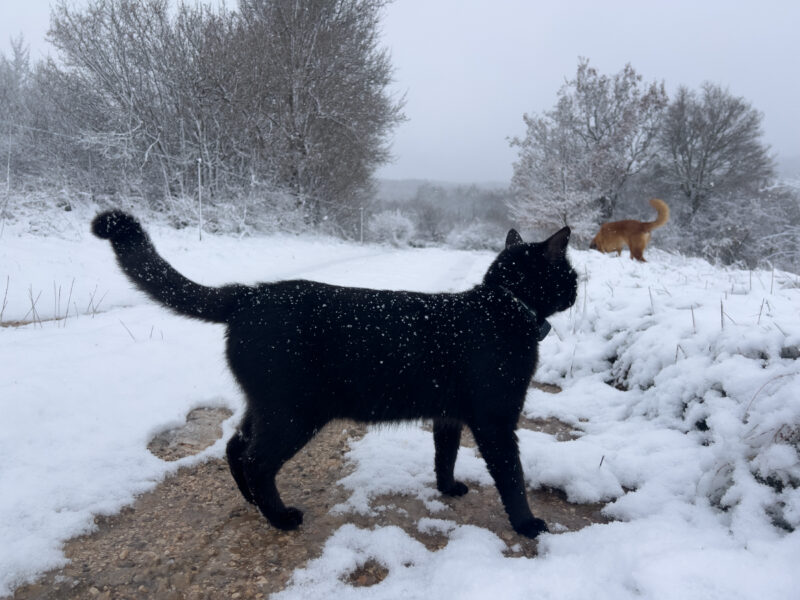 Cats and Snow: Miki May Be Having Second Thoughts