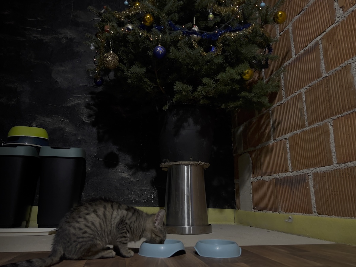 Cats and Christmas: Recipe For Disaster