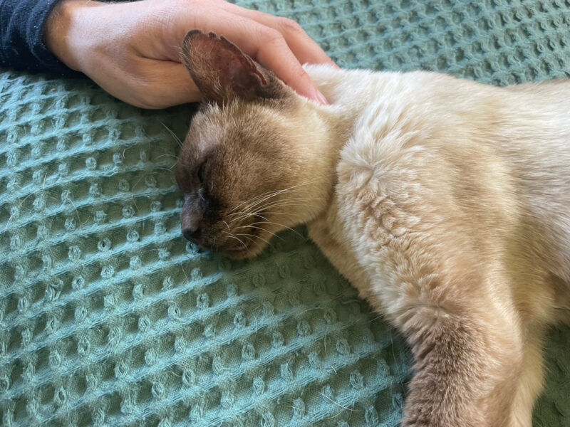 Feline Euthanasia: How Do I Know When the Time Has Come to Say Goodbye to Baby Cat?