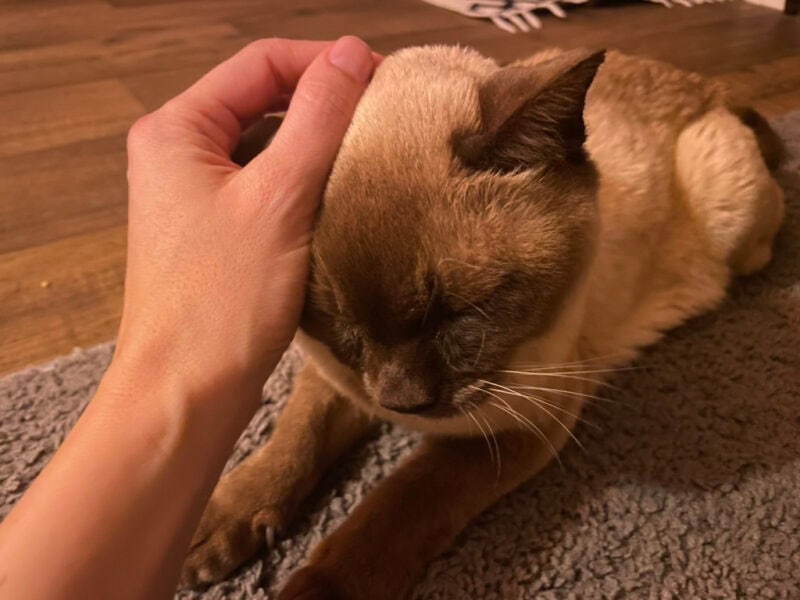 Challenges in Caring For an Aging Senior Cat & Things Baby is Teaching Me