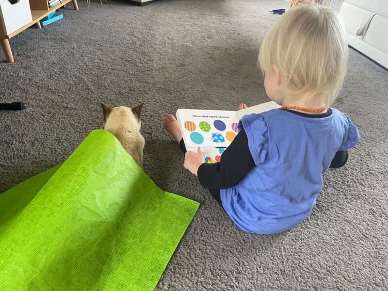Talking to Our Toddler About Saying Goodbye to Baby Cat
