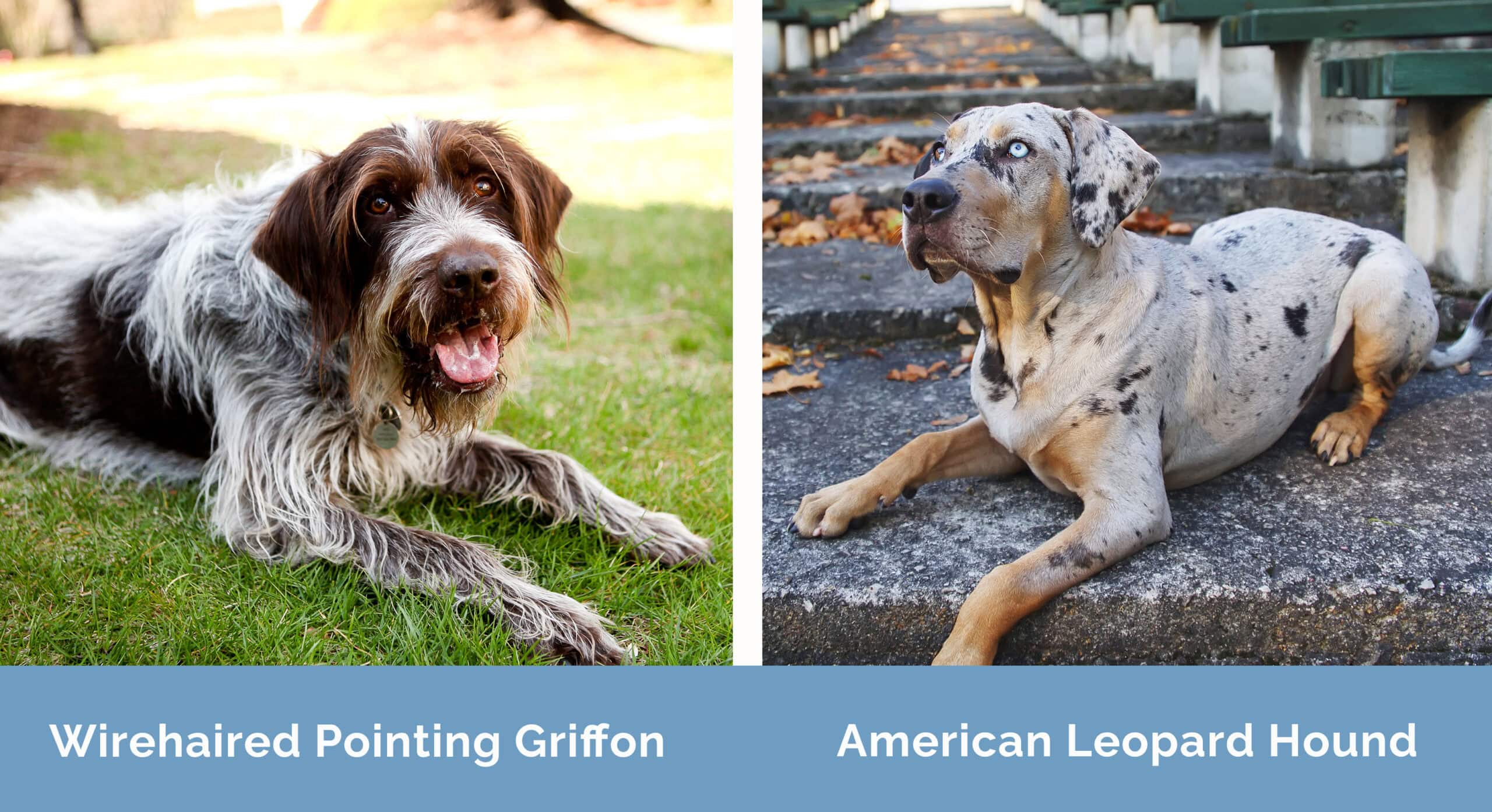 Wirehaired Pointing Griffon x American Leopard Hound