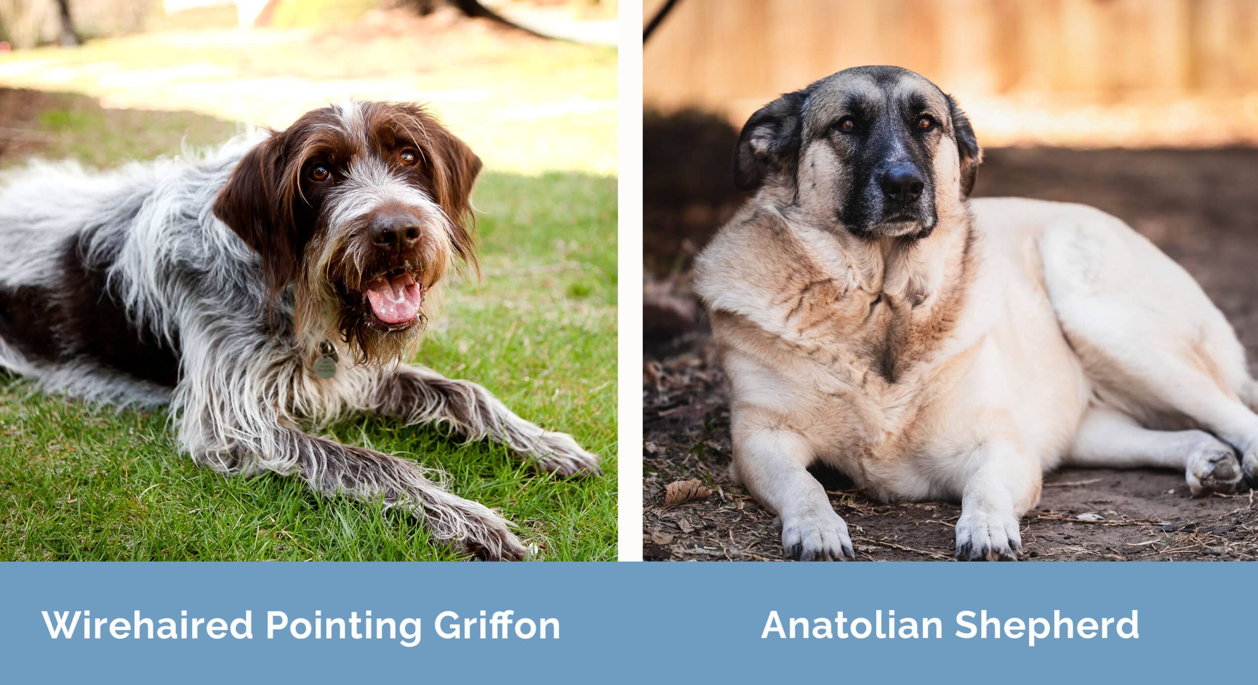 Wirehaired Pointing Griffon x Anatolian Shepherd