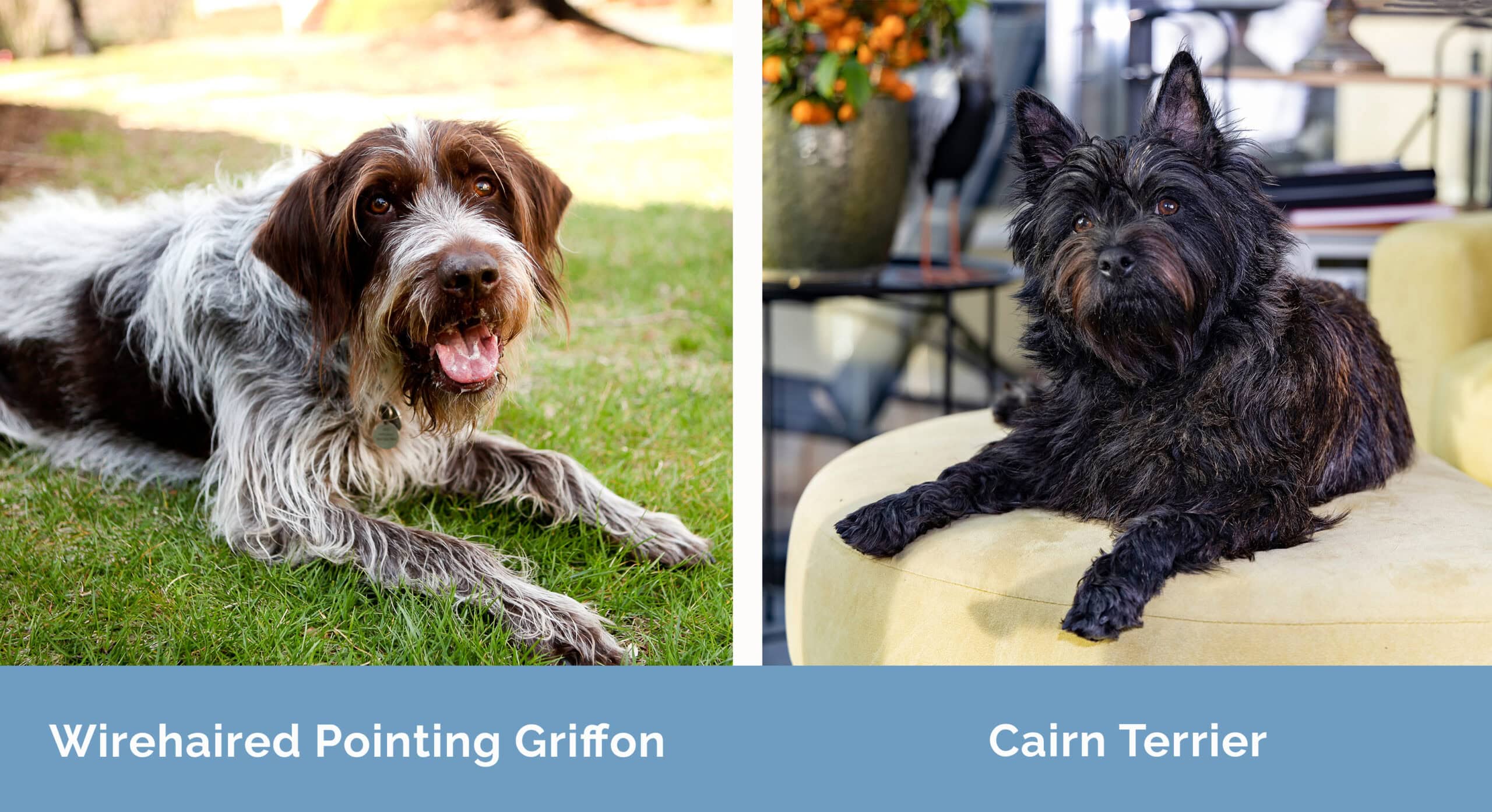 Wirehaired Pointing Griffon x Cairn Terrier