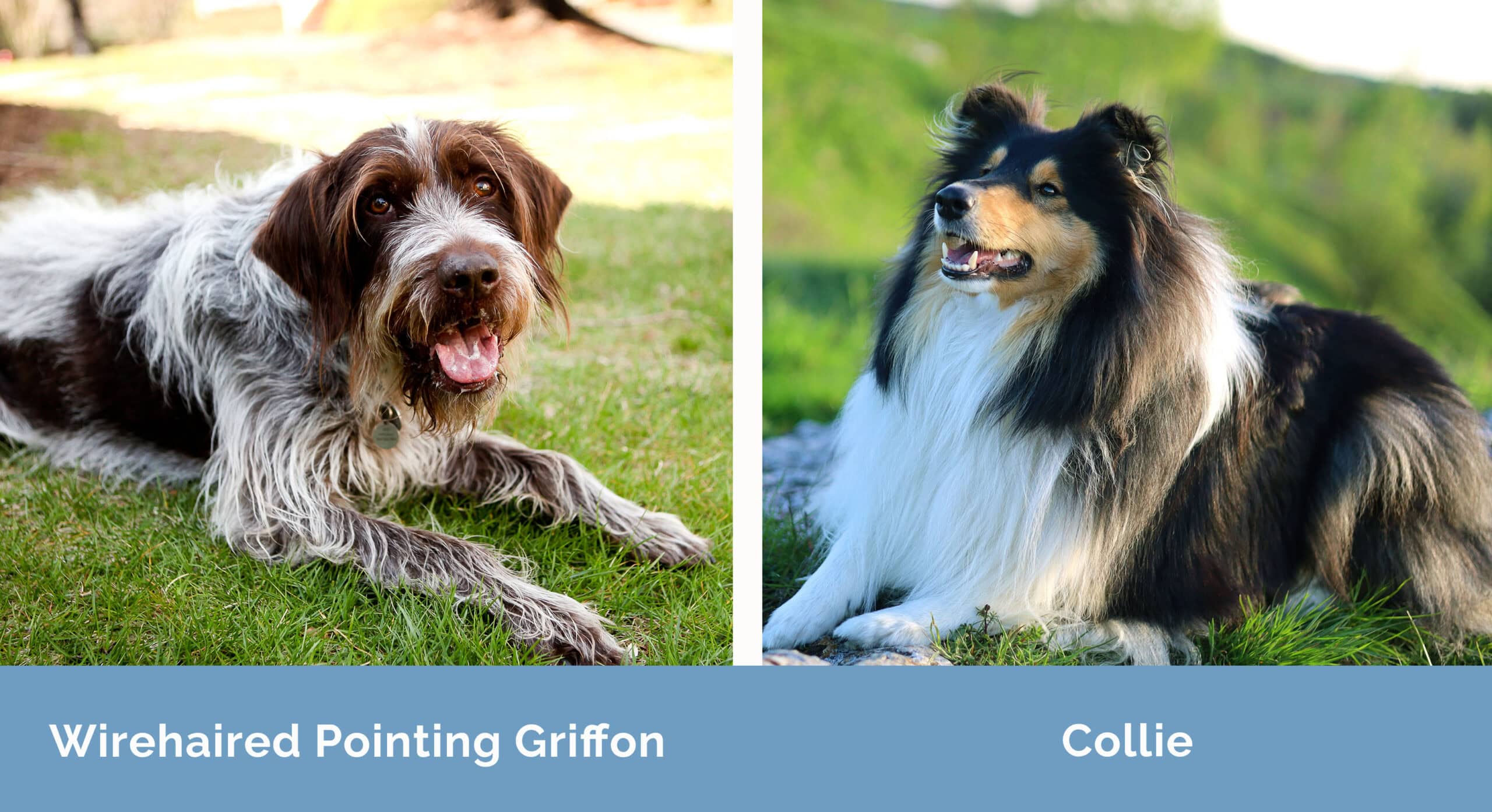 Wirehaired Pointing Griffon x Collie
