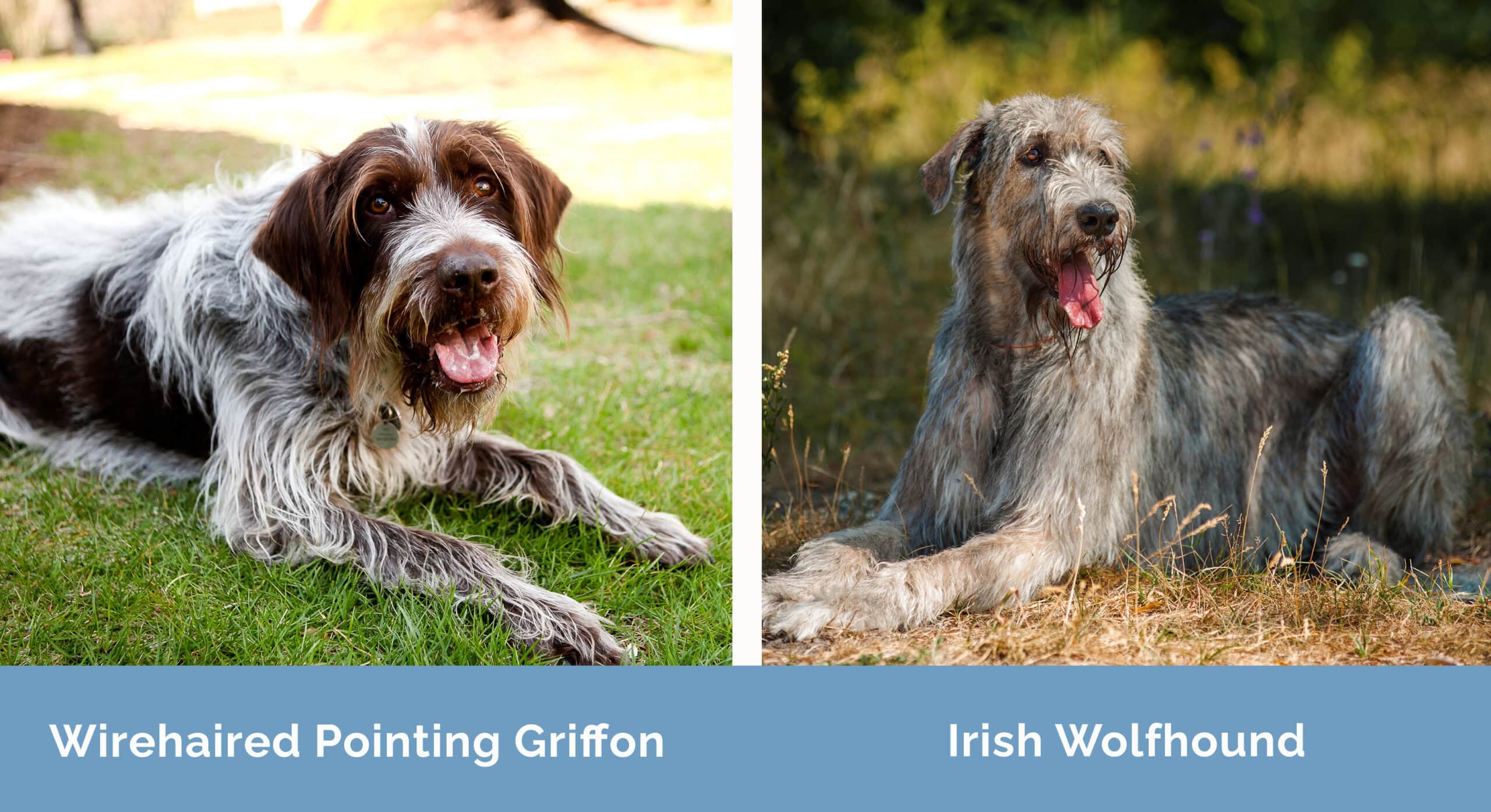 Wirehaired Pointing Griffon x Irish Wolfhound