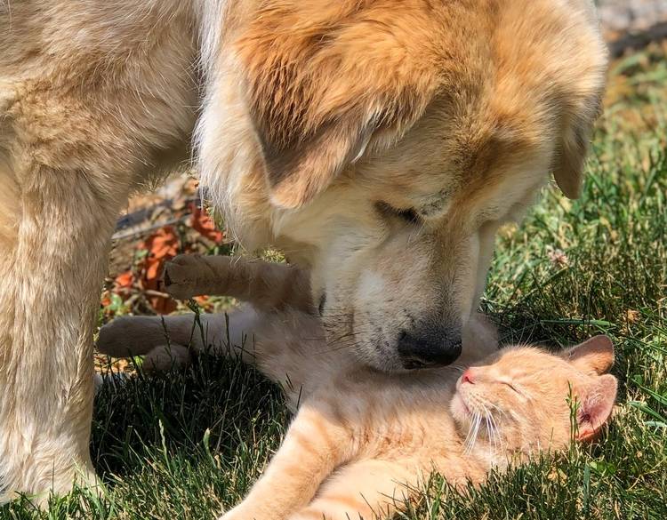 Are Great Pyrenees Dogs Good with Cats? Vet-Verified Facts & Info