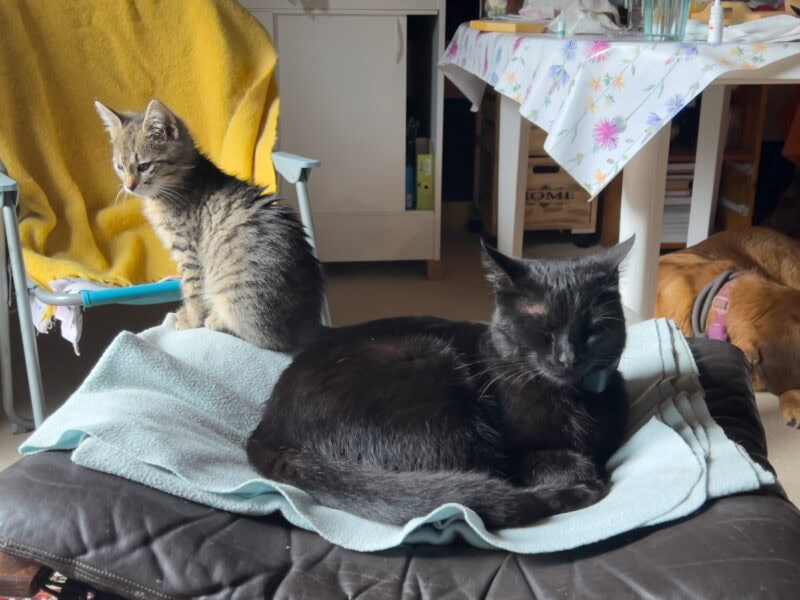 Multi-Cat Household Dynamics: Miki, Minnie & Nara