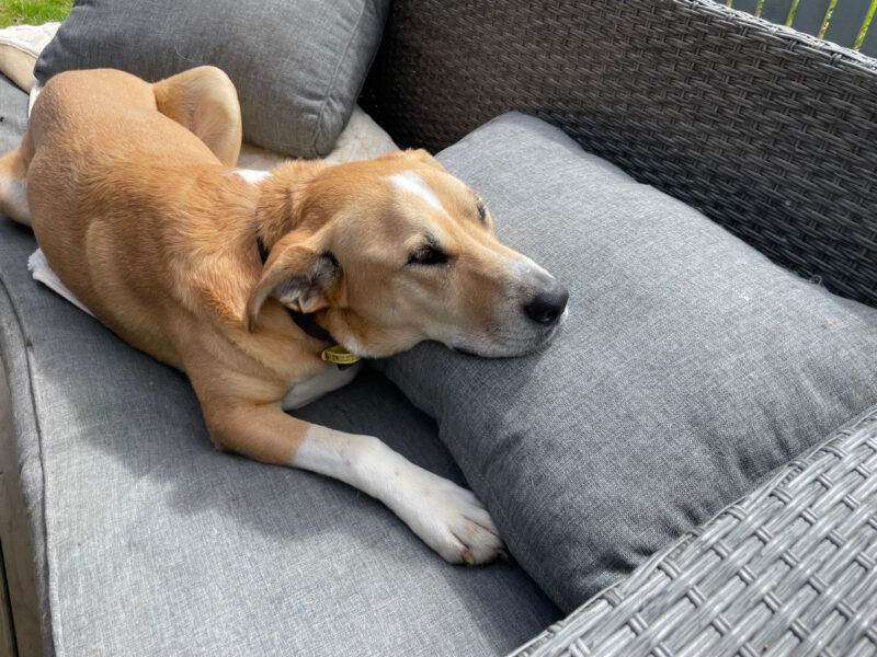 Do Pets Grieve Other Pets When They Die? How Our Dogs Reacted to Baby Cat’s Passing