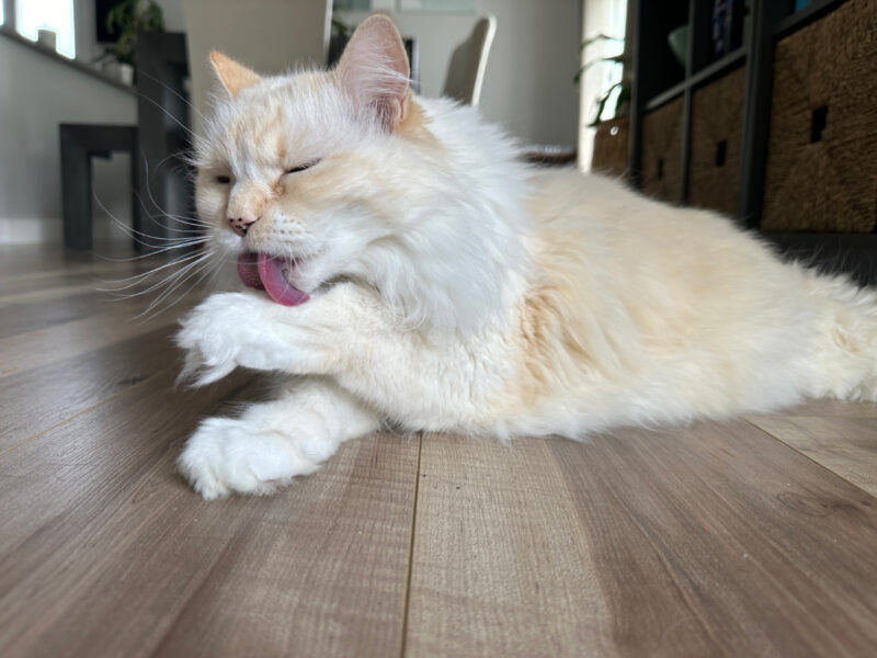 Hairball Season: Grooming Blue & Extra Clean Ups