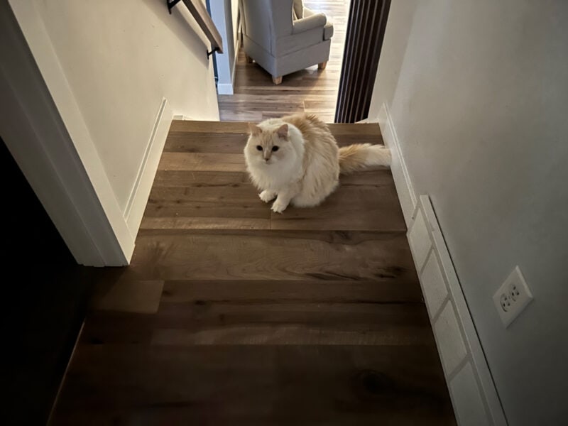 When Cats Follow You Everywhere: Blue the Real-Life Shadow