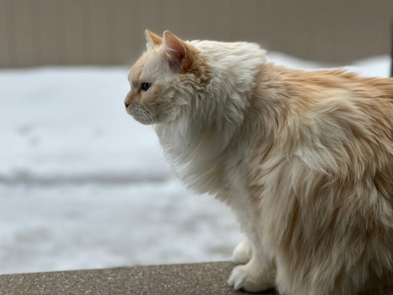 Whiskers Keen for Winter: Blue Is Ready to Be Outdoors
